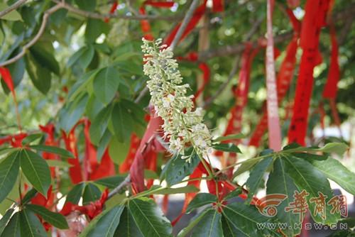 玄奘手植娑罗树子树成功移植将扎根大雁塔下（图）