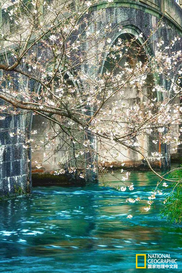 醉美西湖，四月的诗意全都融化在这一池春水里了