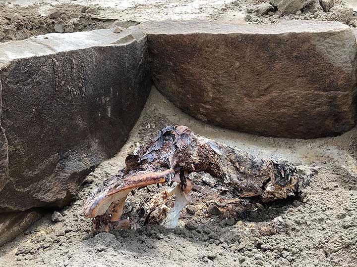 Lower part of the body Lower part of the body