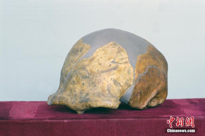 资料图：周口店北京猿人头骨。 