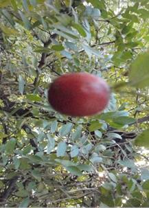 陕西“杜城”地名初探