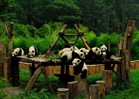 雅安，大熊猫的故乡