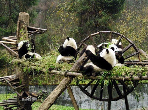 大熊猫生存和繁衍后代的理想地区