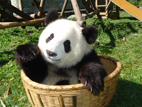 成都对大熊猫品牌进行深度开发