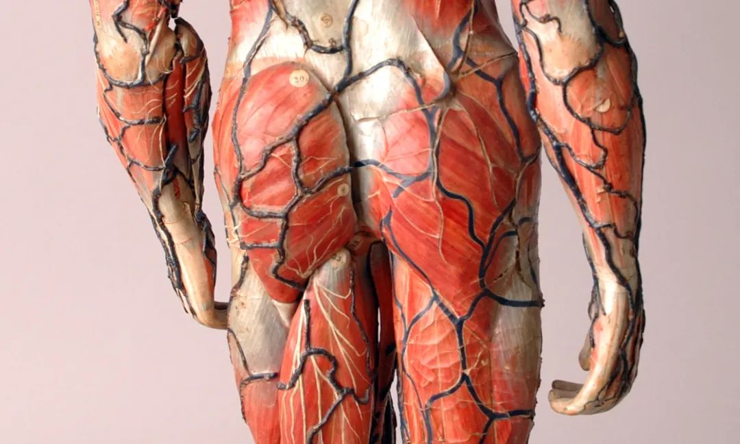 英国惠普尔科学博物馆 肌肉组织和血管清晰可见的屁屁