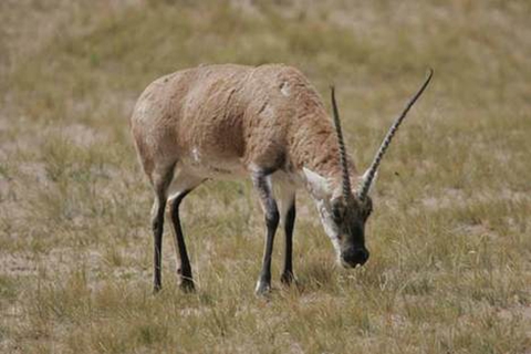 萨雅克－北哈萨克干草原与湖群地区生活着特别濒危的高鼻羚羊