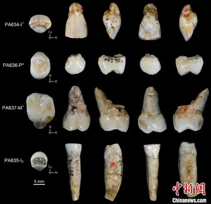 学术研究|| 近百万年的四颗牙齿 中国学者发现直立人演化中间状态