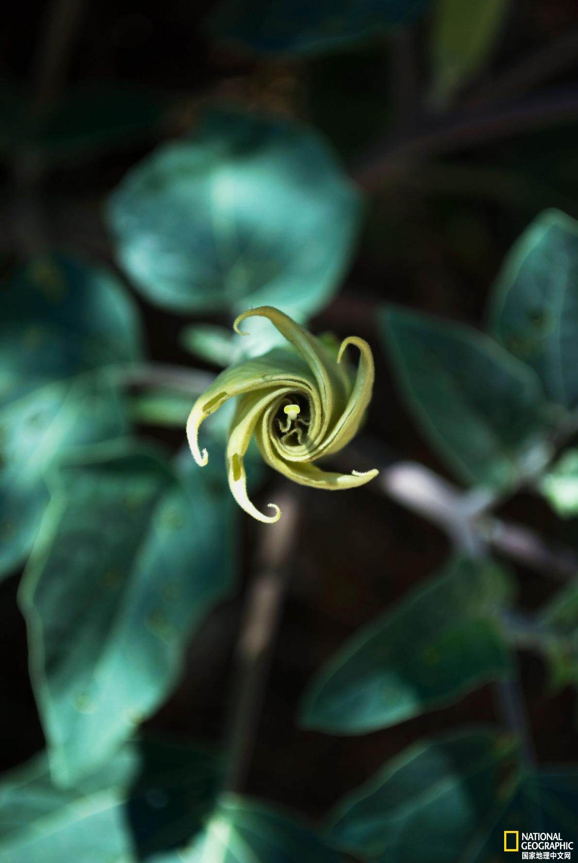 考古学者发现400年前人类服用致幻剂的证据