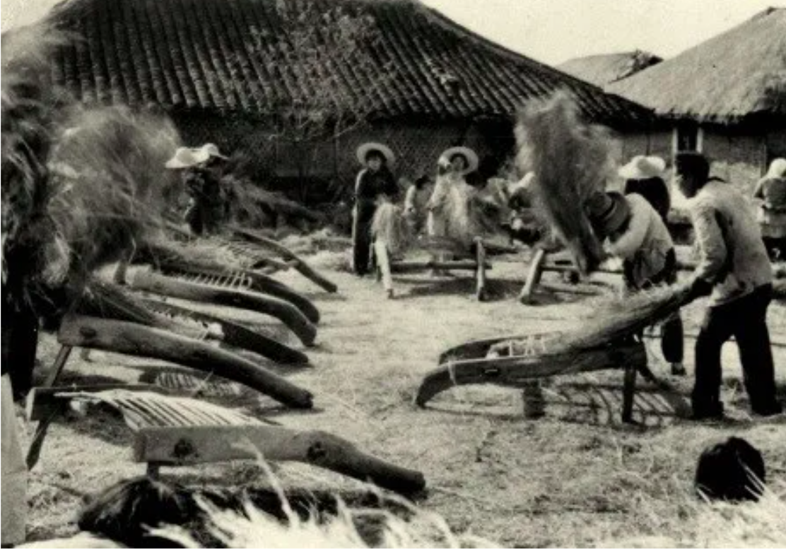 泗泾的农业生产