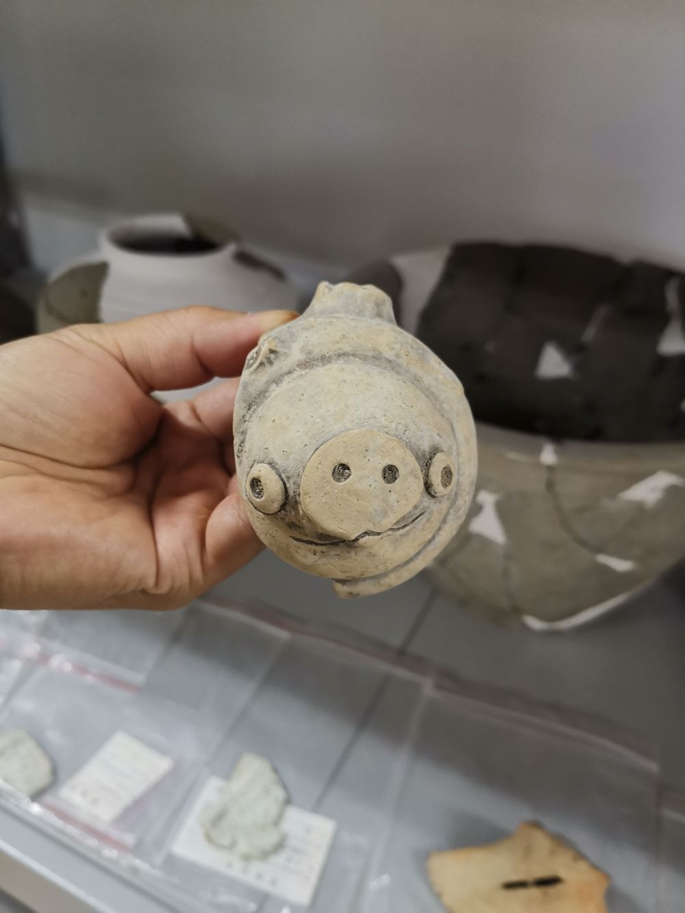 “愤怒的小鸟”同款猪(新华社发)
