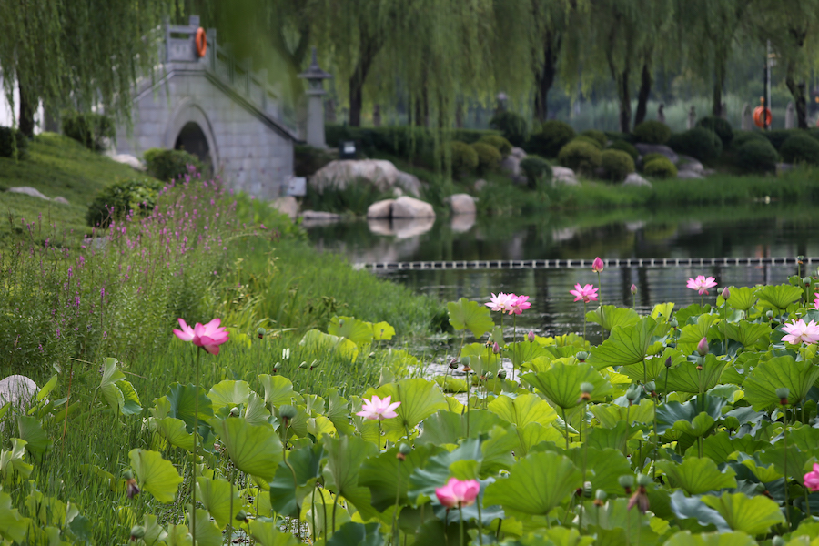 充满了曲江山水人文风景。 视觉中国 图
