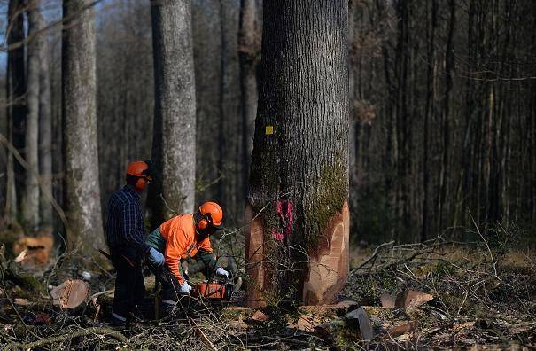 百年橡树被砍倒，将用于巴黎圣母院大教堂的框架工程