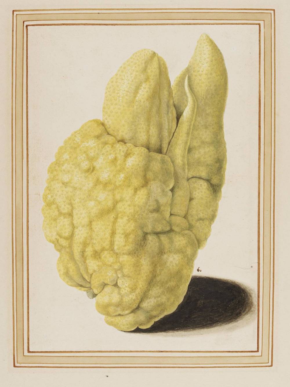 《香橼》（Citron），Vincenzo Leonardi, 约1640, 意大利罗马 © Victoria and Albert Museum, London