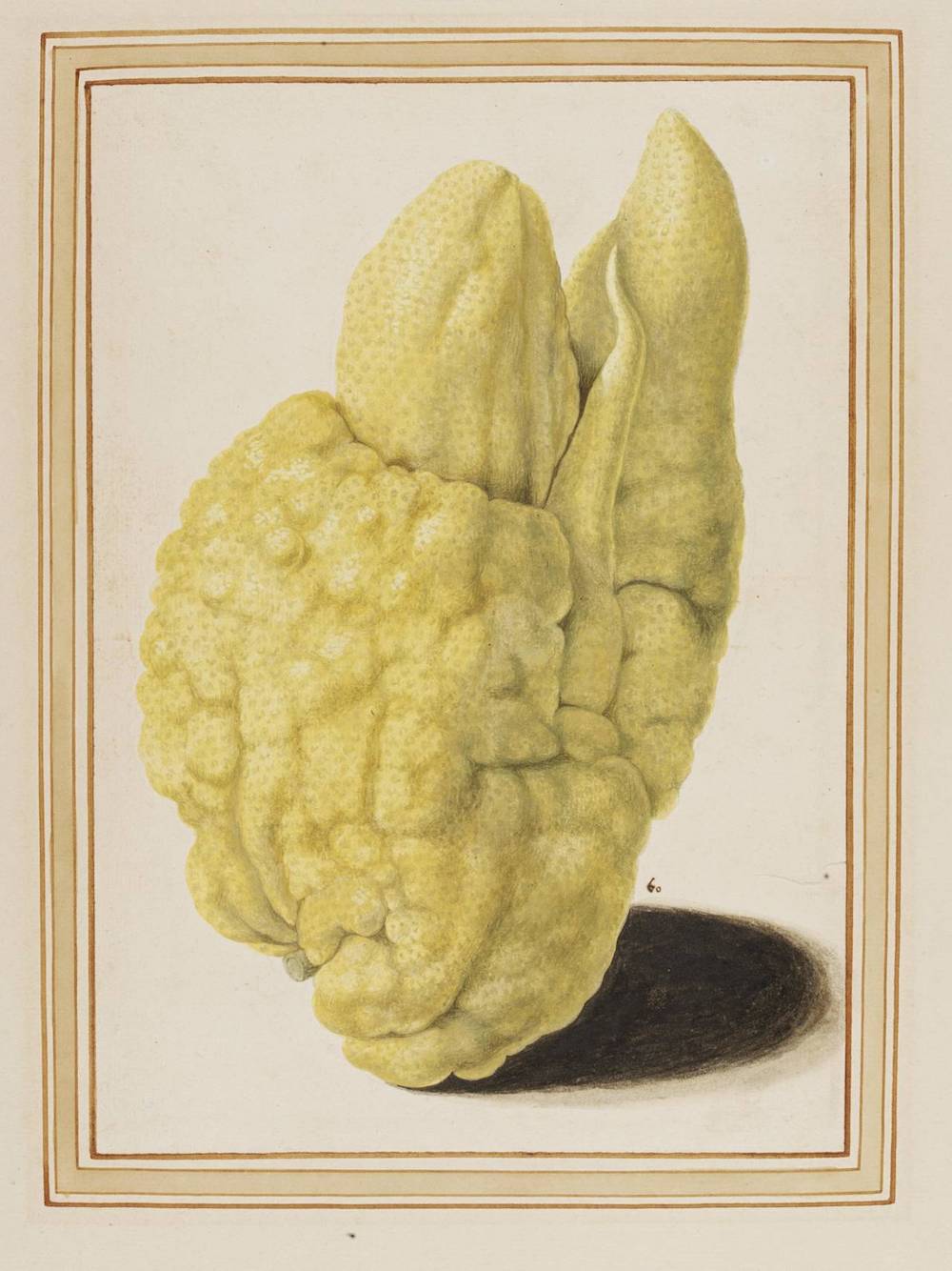 《香橼》(Citron),Vincenzo Leonardi, 约1640, 意大利罗马 © Victoria and Albert Museum, London