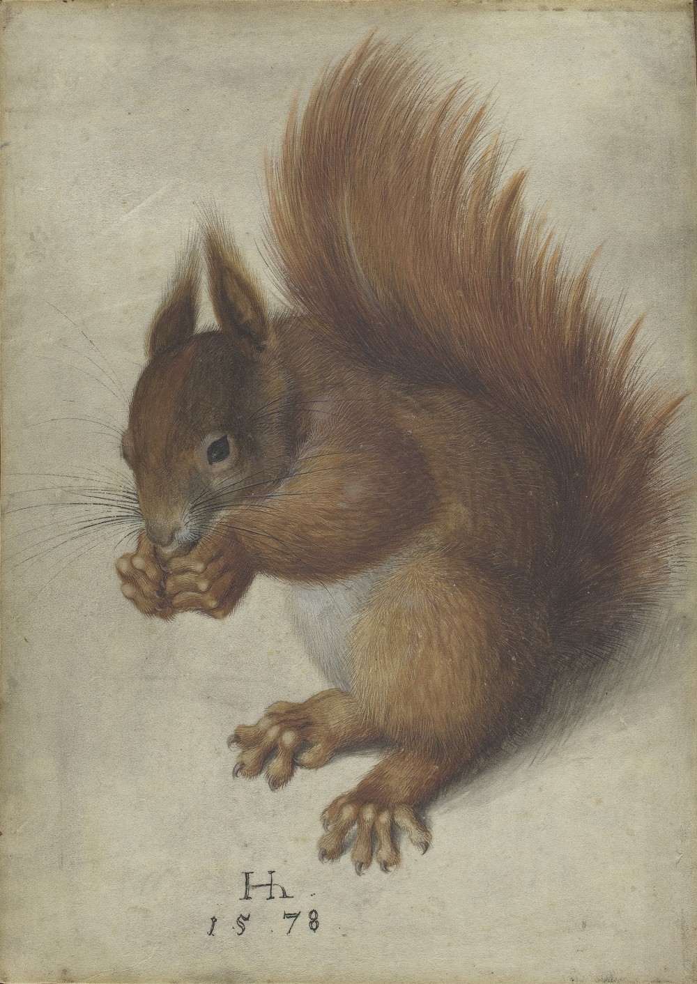 《红松鼠》,Hans Hoffmann,1578年,华盛顿国家美术馆藏
