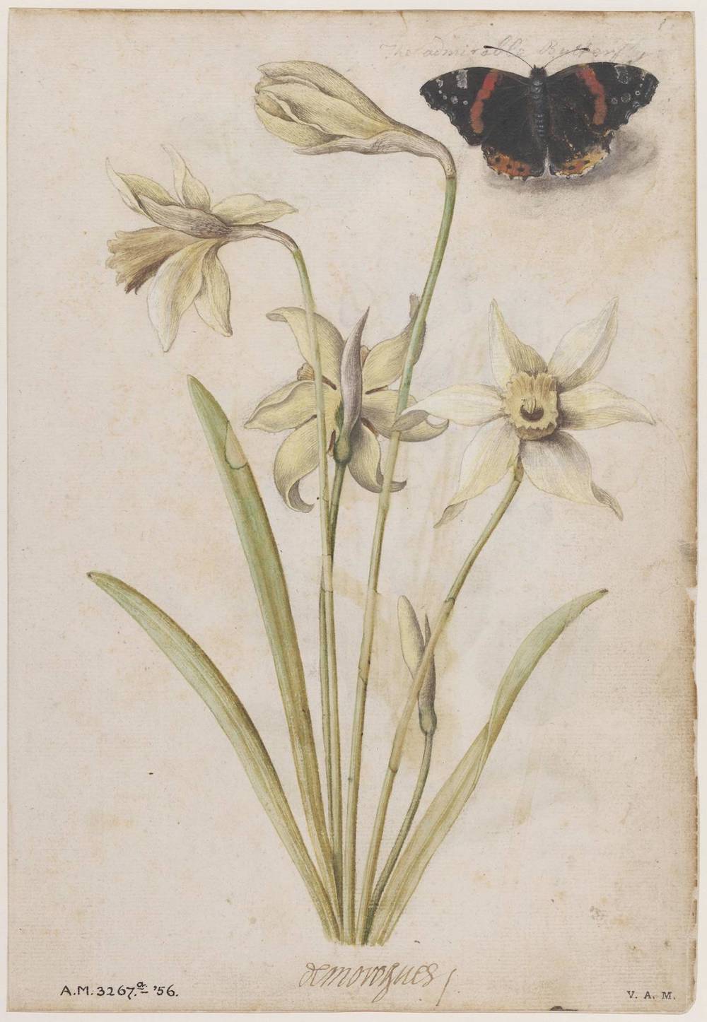 《黄水仙与优红蛱蝶》（Daffodils and a Red Admiral Butterfly），Jacques Le Moyne de Morgues，约1575 © Victoria and Albert Museum, London
