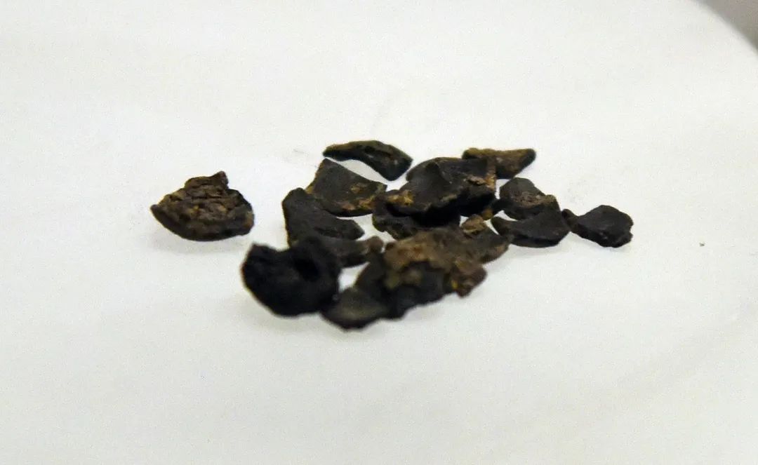 炭化芡实 新石器时代