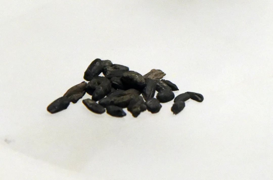 炭化稻米 新石器时代