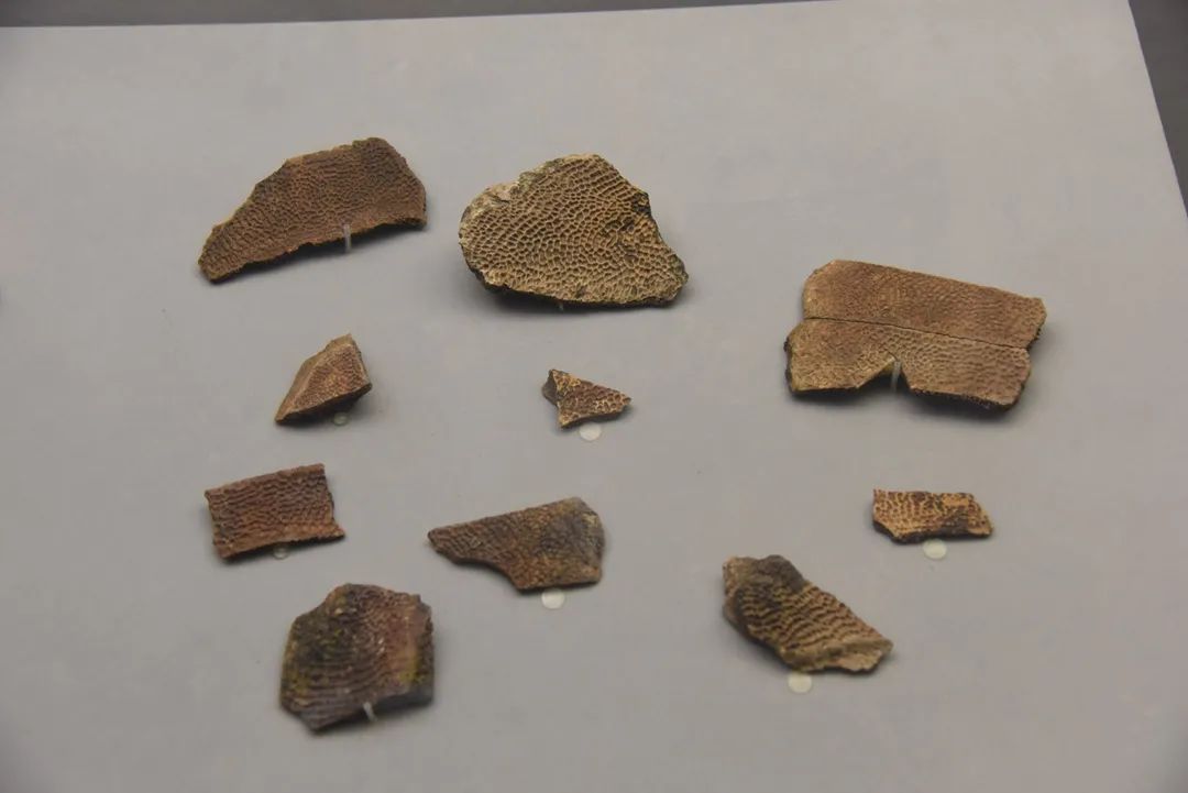 黄斑巨鳖标本 新石器时代 高邮龙虬庄遗址