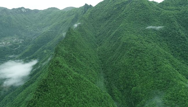 重庆五里坡国家级自然保护区