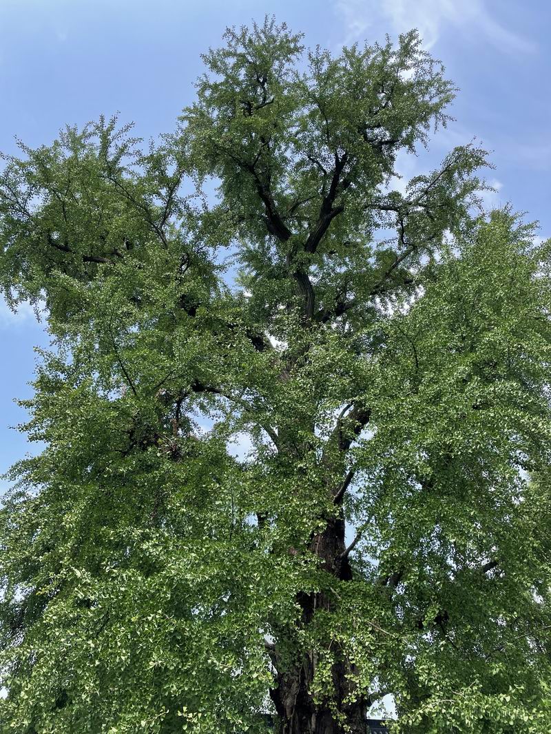 王建金 《金泽镇历史古迹与手工业商业网点（1930-1937）草图》