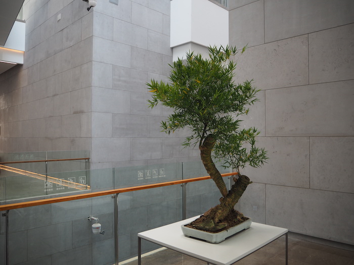 连廊间不时点缀与建筑融为一体的绿植藤蔓,假山片石显得生机盎然。