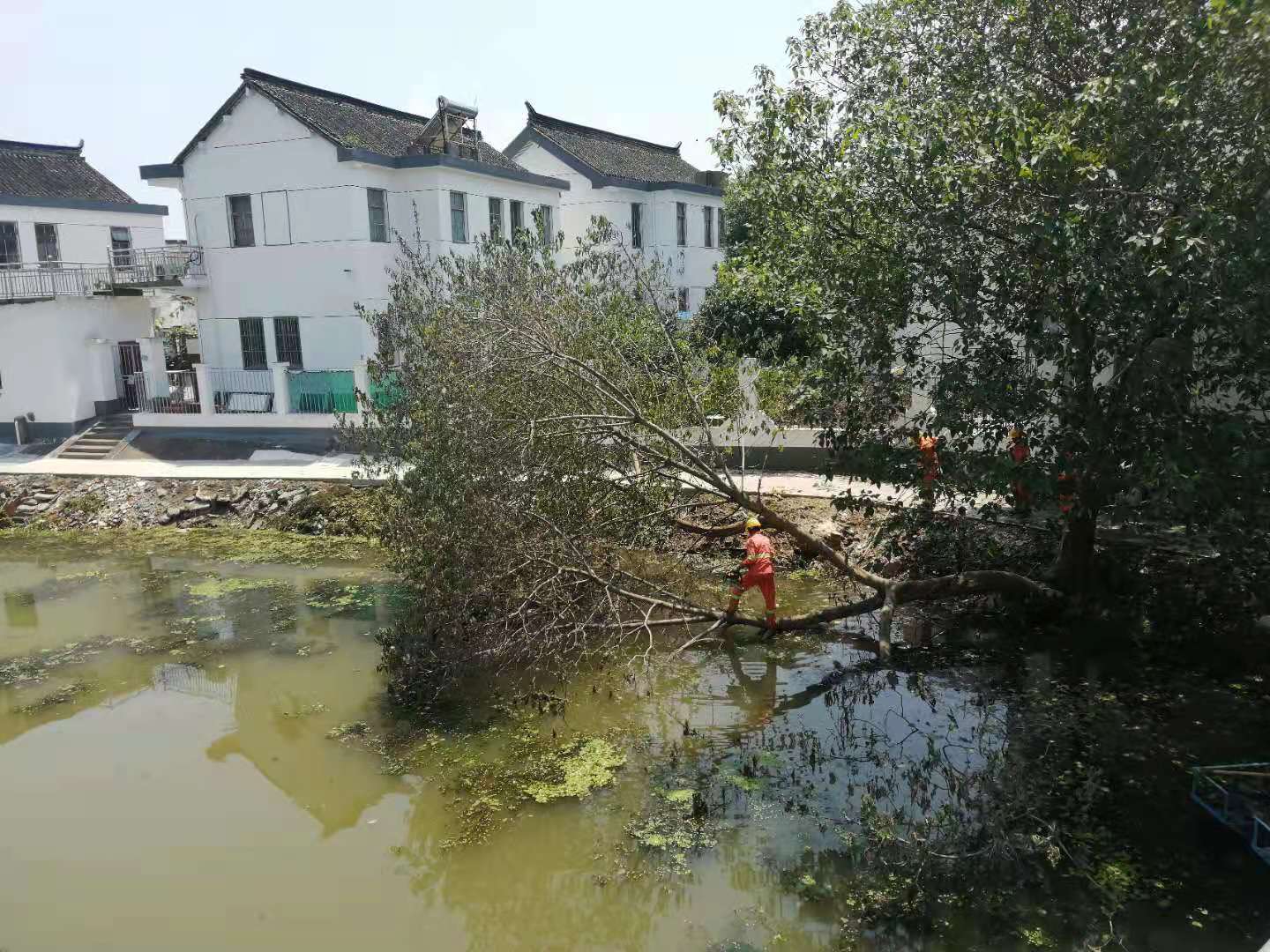 台风过后村里倒伏的树木