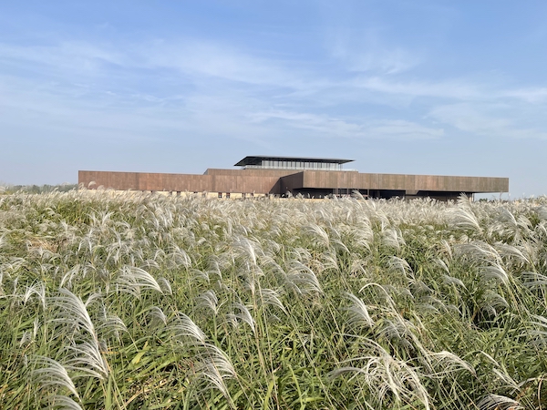 二里头夏都遗址博物馆周围的芦苇
