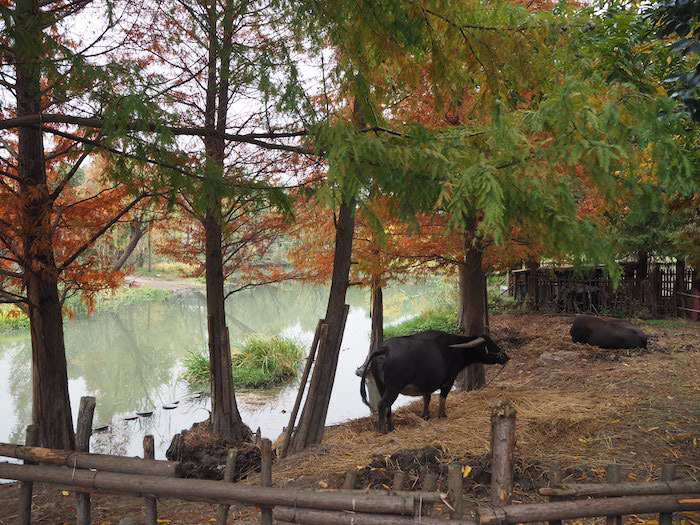 广富林文化遗址公园内的秋景