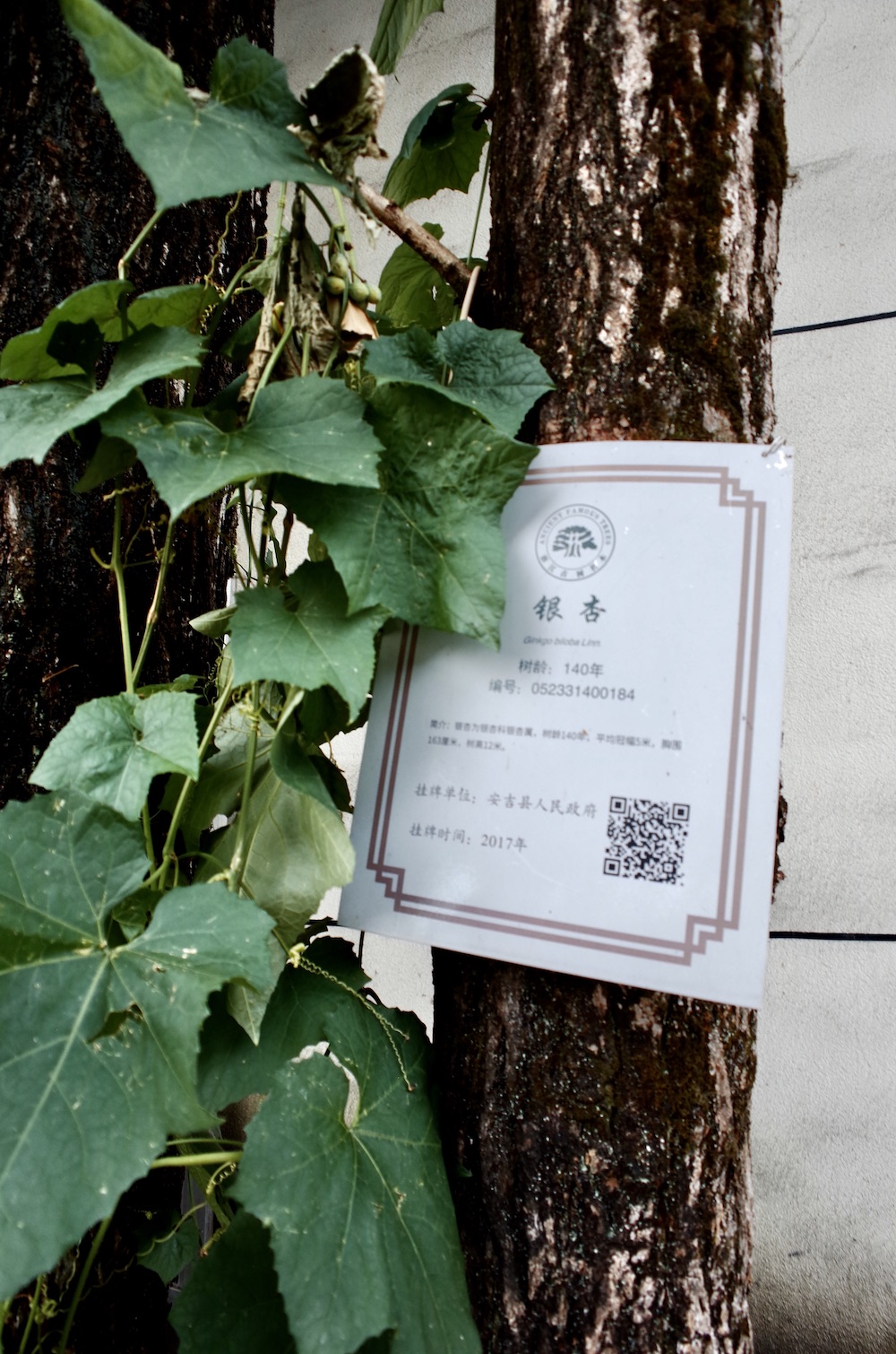 余村境内有被誉为“江南银杏王”的古树