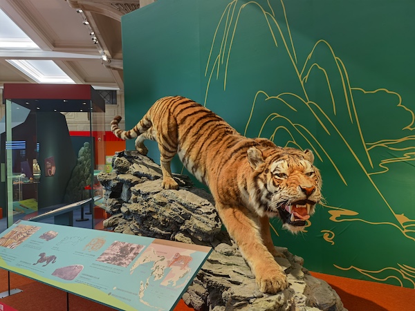 展览现场 老虎生物标本