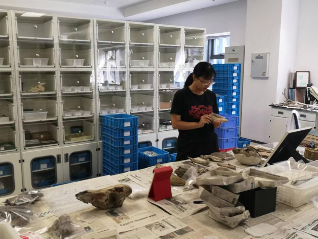 宋姝在实验室里研究出土动物骨骼。受访者本人供图