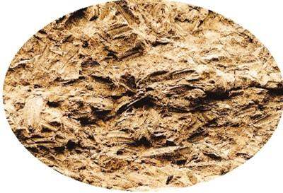 上山遗址出土夹炭陶片中的稻壳 浙江省文物考古研究所供图