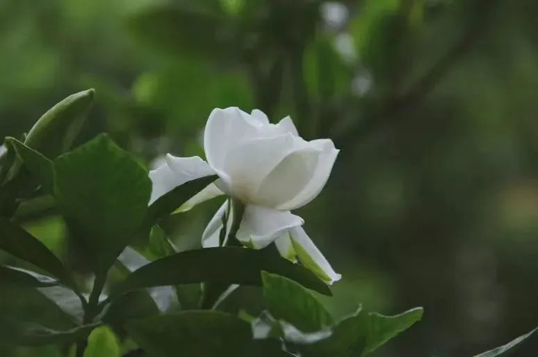 栀子花 图片来自上海醉白池公园