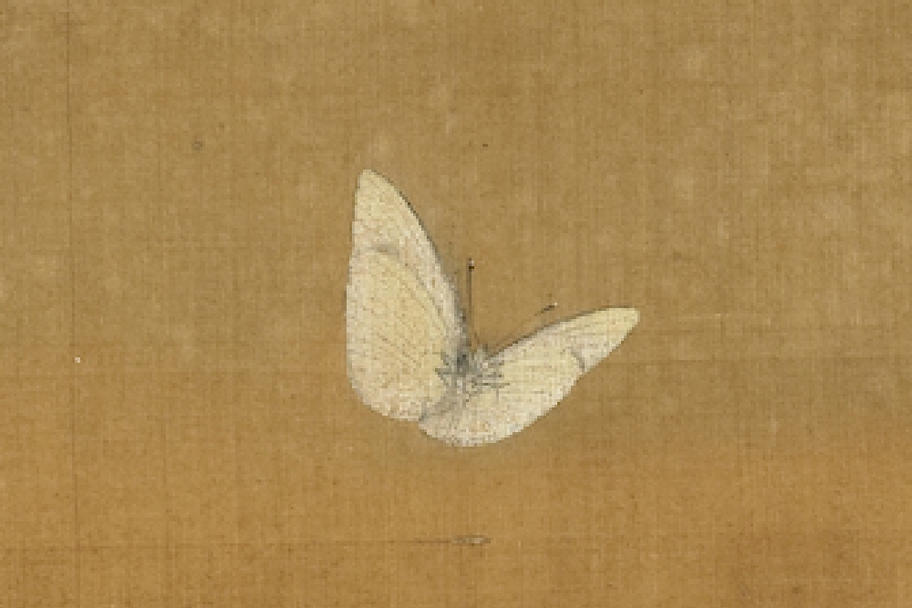 宋 许迪 野蔬草虫(局部蝴蝶)