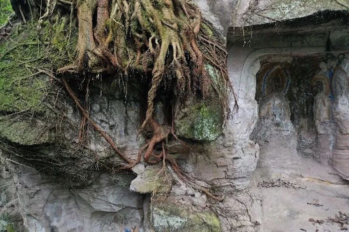 图一一 千佛寨植物侵蚀造像