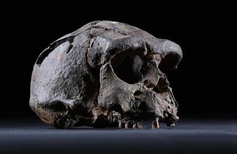 根据爪哇岛上发现的颅骨推算，人类大约有100万年的历史