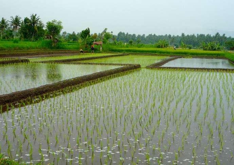 苏巴克灌溉系统,是田园景观性的文化遗产
