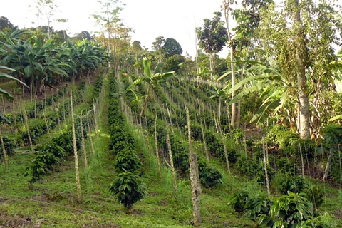 这里上百年的咖啡种植传统主要表现为在乔木林中进行小块种植